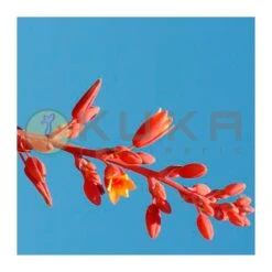 Hesperaloe Parviflora 5 Hesperaloe Parviflora -Suministros De Jardineria Ventas 2024 hesperaloe parviflora 1