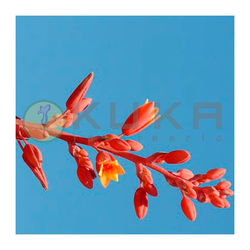 Hesperaloe Parviflora 4 Hesperaloe Parviflora - Imagen 2