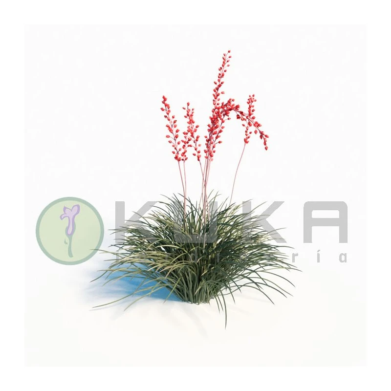 Hesperaloe Parviflora 3 Hesperaloe Parviflora