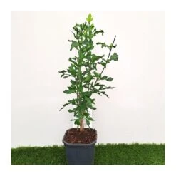 Hibiscus Syriacus Azul 5 Hibiscus Syriacus Azul -Suministros De Jardineria Ventas 2024 hibiscus syriacus 1