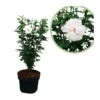 Hibiscus Syriacus Flor Doble Blanca -Suministros De Jardineria Ventas 2024 hibiscus syriacus flor doble