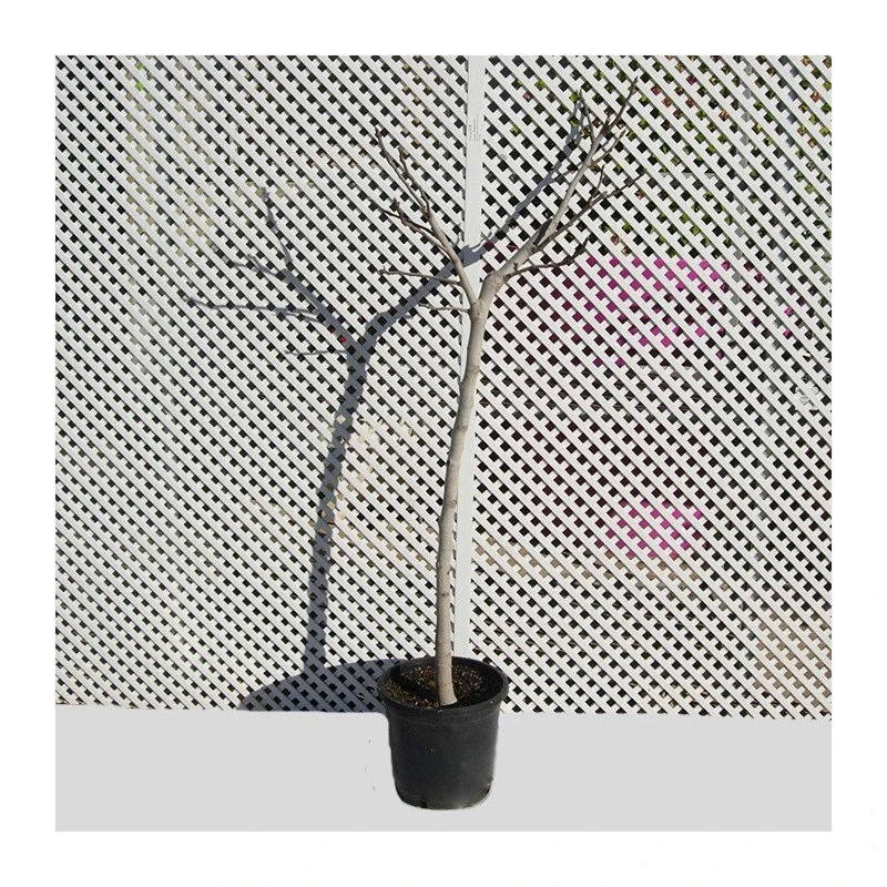 Higuera Breva Negra 4 Higuera Breva Negra - Imagen 2