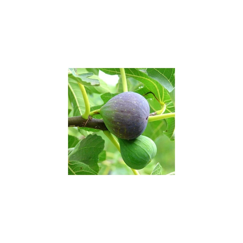 Higuera Breva Negra 5 Higuera Breva Negra - Imagen 3