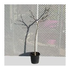 Higuera Breva Negra EJEMPLAR -Suministros De Jardineria Ventas 2024 higuera breva 4