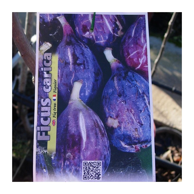 Higuera Breva Negra 3 Higuera Breva Negra