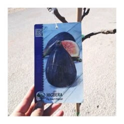Higuera Cuello De Dama Negra -Suministros De Jardineria Ventas 2024 higuera cuello de dama negra 1