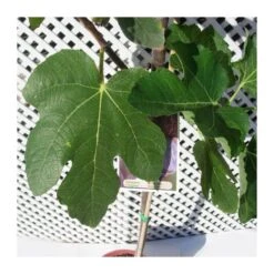 Higuera Napolitana 9 Higuera Napolitana -Suministros De Jardineria Ventas 2024 higuera napolitana 3