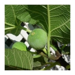 Higuera Ojo De Perdíz 7 Higuera Ojo De Perdíz -Suministros De Jardineria Ventas 2024 higuera ojo de perdiz 1