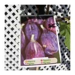 Higuera Ojo De Perdíz 8 Higuera Ojo De Perdíz -Suministros De Jardineria Ventas 2024 higuera ojo de perdiz 2