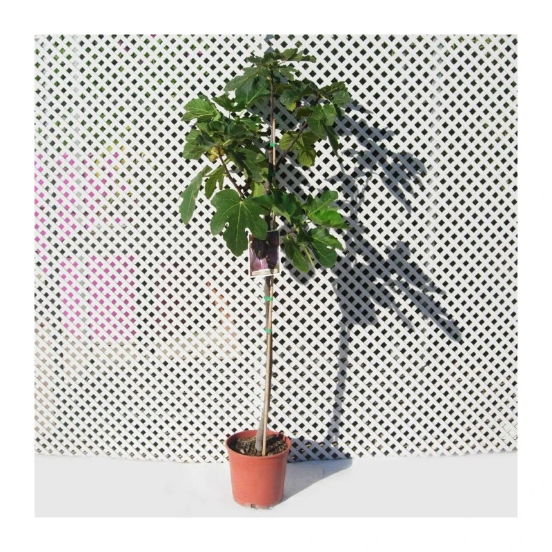 Higuera Ojo De Perdíz 3 Higuera Ojo De Perdíz