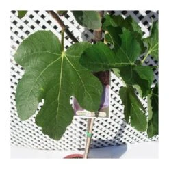 Higuera Toro Sentado 7 Higuera Toro Sentado -Suministros De Jardineria Ventas 2024 higuera toro sentado 1