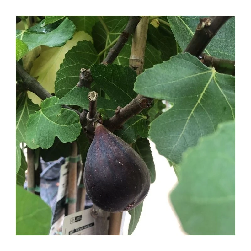 Higuera Toro Sentado 6 Higuera Toro Sentado - Imagen 4