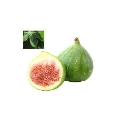 Higuera Verdal -Suministros De Jardineria Ventas 2024 higuera verdal 1