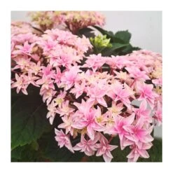 Hortensia Double Dutch Rosa Claro -Suministros De Jardineria Ventas 2024 hortensia double dutch 1