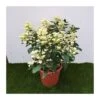 Hortensia Paniculata 2 Hortensia Paniculata -Suministros De Jardineria Ventas 2024 hortensia paniculata
