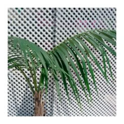 Howea Forsteriana EJEMPLAR -Suministros De Jardineria Ventas 2024 howea forsteriana 1