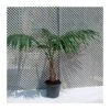 Howea Forsteriana EJEMPLAR 2 Howea Forsteriana EJEMPLAR -Suministros De Jardineria Ventas 2024 howea forsteriana