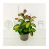 Hoya Australis Lisa 1 Hoya Australis Lisa -Suministros De Jardineria Ventas 2024 hoya australis lisa