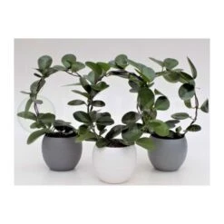 Hoya Australis -Suministros De Jardineria Ventas 2024 hoya austraulis 2