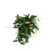 Hoya Carnosa Gracilis 1 Hoya Carnosa Gracilis -Suministros De Jardineria Ventas 2024 hoya gracilis