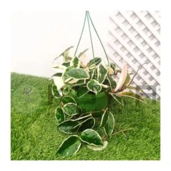 Hoya Krimson Queen 5 Hoya Krimson Queen -Suministros De Jardineria Ventas 2024 hoya krimson queen 1