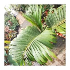 Hyophorbe Lagenicaulis EJEMPLAR -Suministros De Jardineria Ventas 2024 hyophorbe lagenicaulis 1