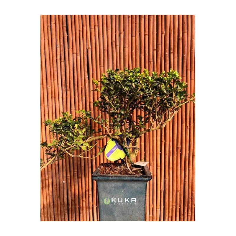 Bonsái Ilex Crenata 3 Bonsái Ilex Crenata