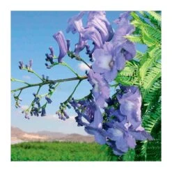 Jacaranda Mimosifolia EJEMPLAR 7 Jacaranda Mimosifolia EJEMPLAR -Suministros De Jardineria Ventas 2024 jacaranda mimosifolia 1