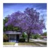 Jacaranda Mimosifolia EJEMPLAR 2 Jacaranda Mimosifolia EJEMPLAR -Suministros De Jardineria Ventas 2024 jacaranda mimosifolia