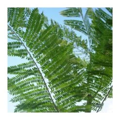 Jacaranda Mimosifolia EJEMPLAR 8 Jacaranda Mimosifolia EJEMPLAR -Suministros De Jardineria Ventas 2024 jacaranda mimosifolia 2