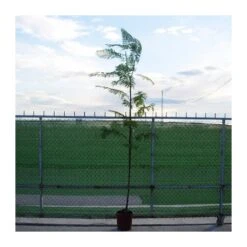 Jacaranda Mimosifolia EJEMPLAR 9 Jacaranda Mimosifolia EJEMPLAR -Suministros De Jardineria Ventas 2024 jacaranda mimosifolia 3