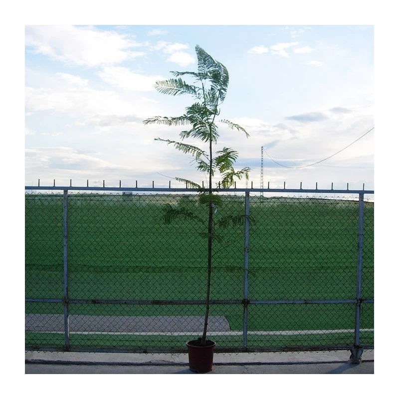 Jacaranda Mimosifolia EJEMPLAR 6 Jacaranda Mimosifolia EJEMPLAR - Imagen 4