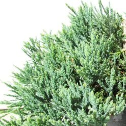Juniperus Horizontalis Wiltonii -Suministros De Jardineria Ventas 2024 juniperus horizontalis wiltonii 1