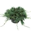 Juniperus Horizontalis Wiltonii 1 Juniperus Horizontalis Wiltonii -Suministros De Jardineria Ventas 2024 juniperus horizontalis wiltonii
