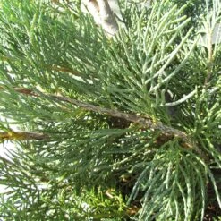 Juniperus Pfitzer Glauca -Suministros De Jardineria Ventas 2024 juniperus pfitzer glauca 1