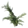 Juniperus Pfitzer Glauca -Suministros De Jardineria Ventas 2024 juniperus pfitzer glauca