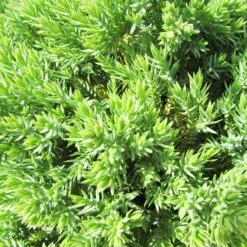 Juniperus Procumbens Nana -Suministros De Jardineria Ventas 2024 juniperus procumbens nana 1