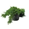 Juniperus Procumbens Nana -Suministros De Jardineria Ventas 2024 juniperus procumbens nana