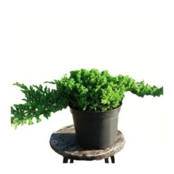 Juniperus Procumbens Nana -Suministros De Jardineria Ventas 2024 juniperus procumbens nana 2