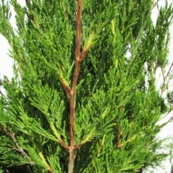 Juniperus Virginiana Helle 5 Juniperus Virginiana Helle -Suministros De Jardineria Ventas 2024 juniperus virginiana helle 1