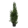 Juniperus Virginiana Helle -Suministros De Jardineria Ventas 2024 juniperus virginiana helle