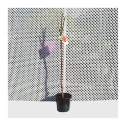 Kaki Rojo Brillante 6 Kaki Rojo Brillante -Suministros De Jardineria Ventas 2024 kaki rojo brillante 1