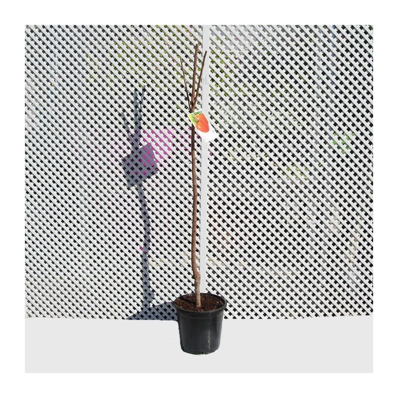 Kaki Rojo Brillante 4 Kaki Rojo Brillante - Imagen 2