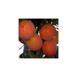 Kaki Rojo Brillante 7 Kaki Rojo Brillante -Suministros De Jardineria Ventas 2024 kaki rojo brillante 2