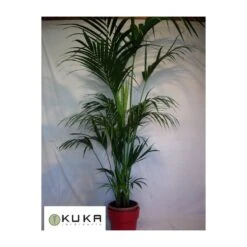 Kentia 6 Kentia -Suministros De Jardineria Ventas 2024 kentia 1