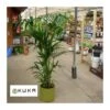 Kentia -Suministros De Jardineria Ventas 2024 kentia