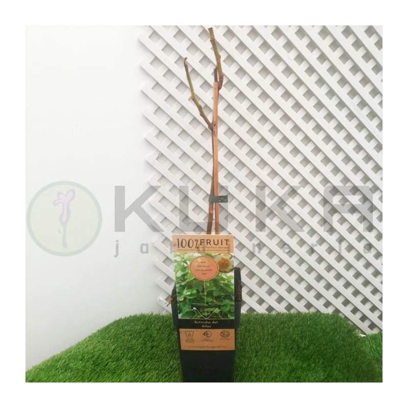 Kiwi Chinensis Atlas Macho 4 Kiwi Chinensis Atlas Macho - Imagen 2