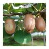 Kiwi Chinensis Atlas Macho -Suministros De Jardineria Ventas 2024 kiwi chinensis atlas macho