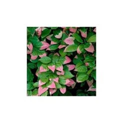 Kiwi Kolomikta -Suministros De Jardineria Ventas 2024 kiwi kolomikta 1