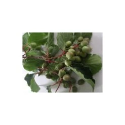 Kiwi Kolomikta -Suministros De Jardineria Ventas 2024 kiwi kolomikta 2